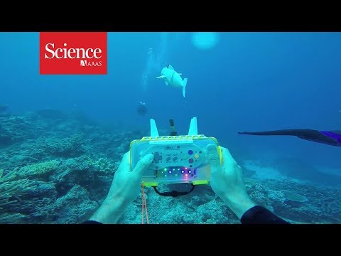 Snippet: Watch a robotic fish swim