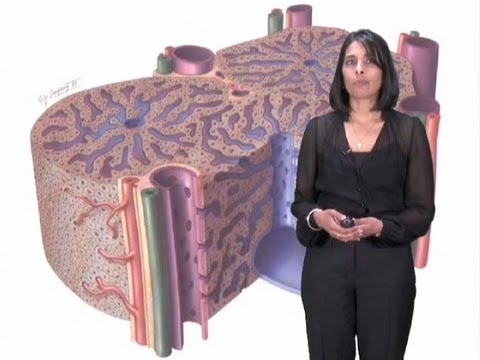 Sangeeta Bhatia Part 2: Microscale Liver Tissue Engineering