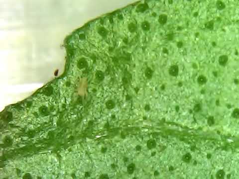 Basil leaf with acarus