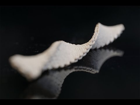 Watch flat 3D-printed wood twist into complex shapes as it dries