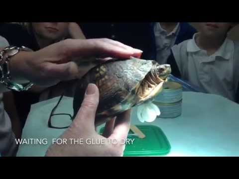 Stumpy the turtle gets a 3-D printer limb