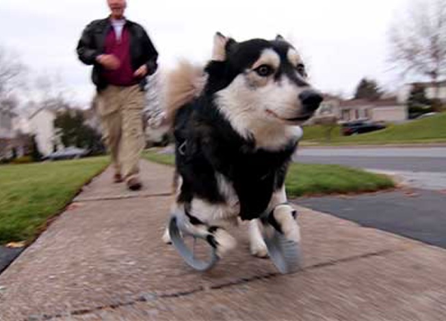 Hund Derby kann dank 3Dgedruckter Prothesen wieder laufen 2015 Update