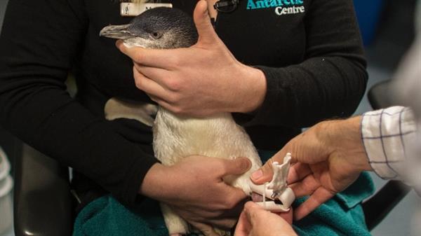 Pinguin beim anlegen der Prothese