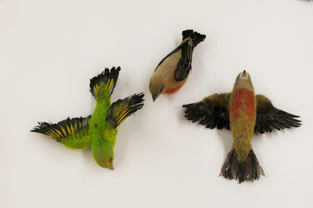 3D gedruckte Vögel
