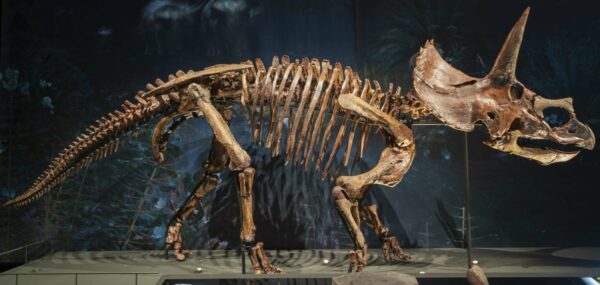 Naturalis Biodiversity Center Rekonstruiert Dinosaurierskelette Mit Grossformatigem 3d Druck